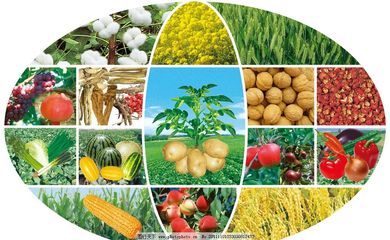 农作物组图图片