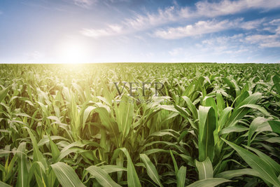 玉米,田地,2015年,谷类,农作物