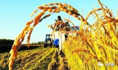 预测2018年各类农作物价格,农民的日子可能不太好过了