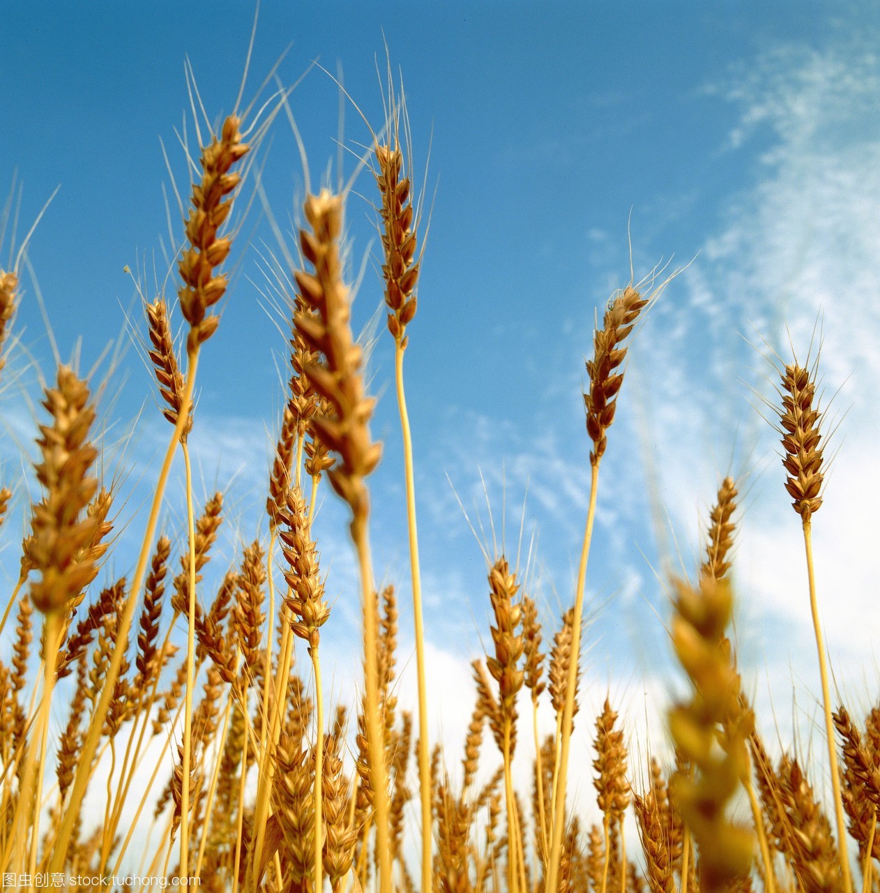 农场,户外,农作物,大麦,田地,无人,nobody,麦田,Barley,crops,field,outdoor,farm,特写