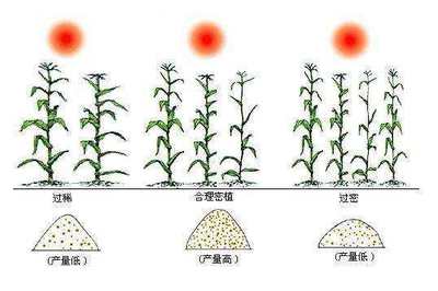 磷肥对于作物丰产的作用有哪些?