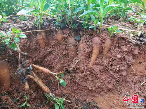 云南楚雄新村董正武 从中药材种植能手到致富带头人