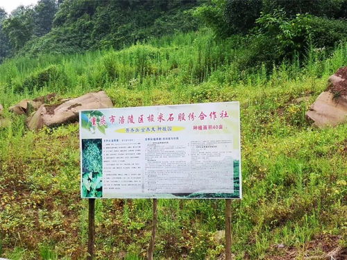 你知道吗 涪陵这个乡镇 藏 着一大片灵芝